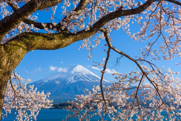 Fuji Japón Lago Kawaguchi Durante Temporada Primavera Con Flores Cerezo — Foto de Stock