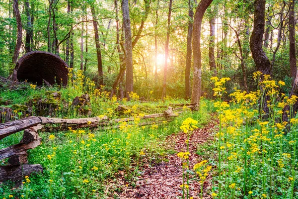 Old Smoke Stack Ruins Trail Lined Wildflowers Morning Athens Georgia — Stock Photo, Image
