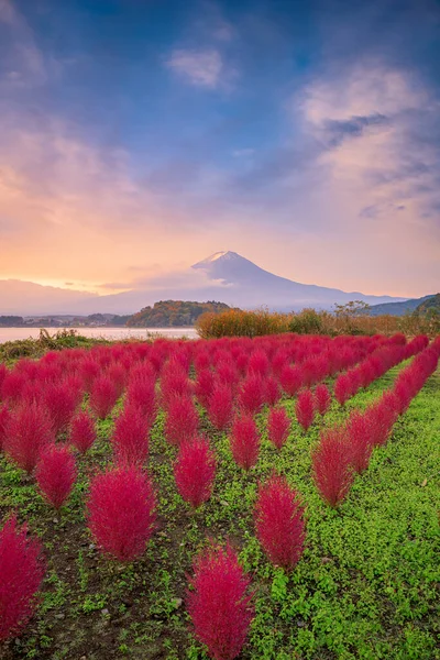 Fuji Mountain Japonia Krzewami Kokia Oishi Park Jesienią — Zdjęcie stockowe