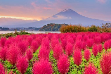 Fuji Mountain, Japan with kokia bushes at Oishi Park in autumn. clipart