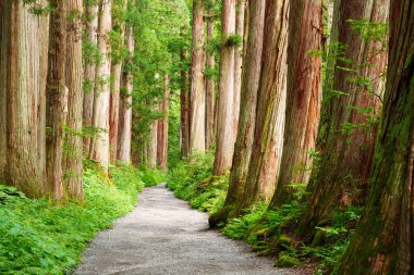 Japonya, Nagano 'daki Togakushi Tapınağı' nda sedir ağaçlarıyla kaplı bir yol var..