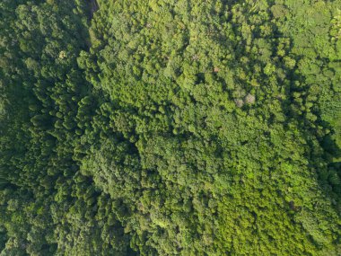 Yukarıdan ağaçların soyut görünümü.