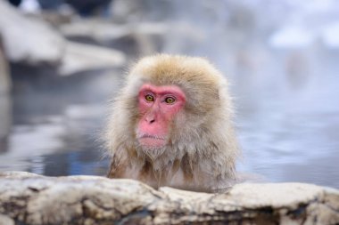 Makaklar Jigokudani Park, Nagano, Japonya 'da kaplıcalarda yıkanır..