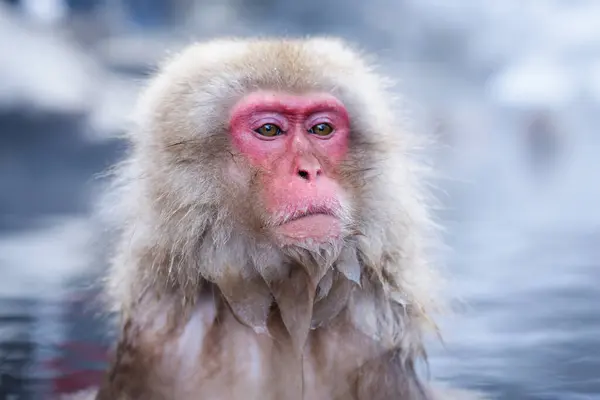 Bagno Macaco Nelle Sorgenti Termali Del Parco Jigokudani Nagano Giappone — Foto Stock