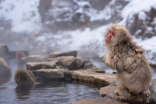 Makaklar Jigokudani Park, Nagano, Japonya 'da kaplıcalarda yıkanır..