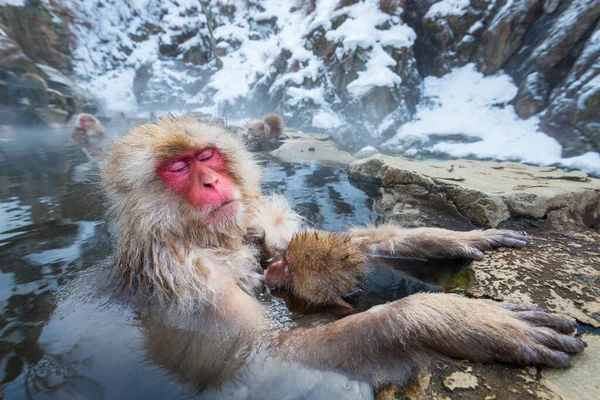 Bain Macaques Dans Les Sources Chaudes Parc Jigokudani Nagano Japon — Photo