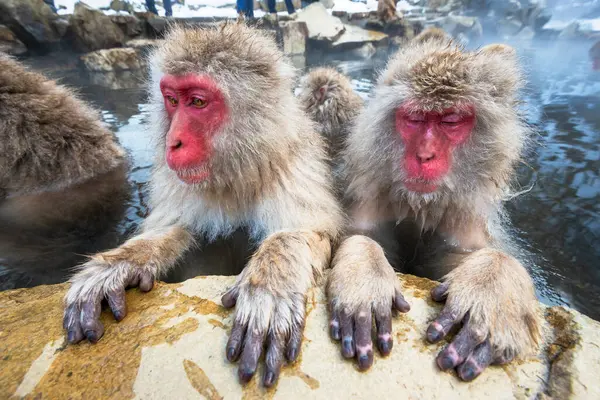 Macaques Bad Warmwaterbronnen Jigokudani Park Nagano Japan — Stockfoto