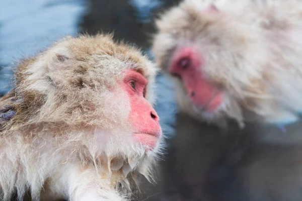 Macaques Koupel Horkých Pramenech Parku Jigokudani Nagano Japonsko — Stock fotografie