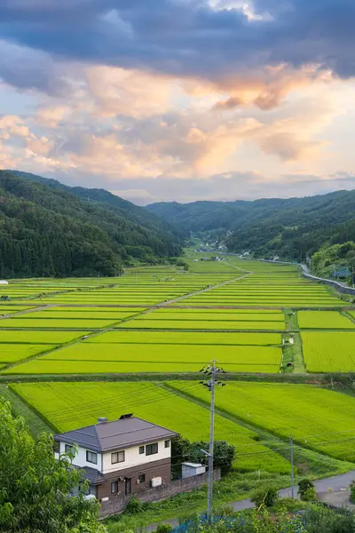 Nagano Eyaleti, Japonya kırsal Tanokuchi Pirinç Terasları.