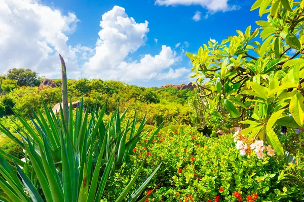 Foliage Baths Virgin Gorda British Virgin Islands — Stock Photo, Image