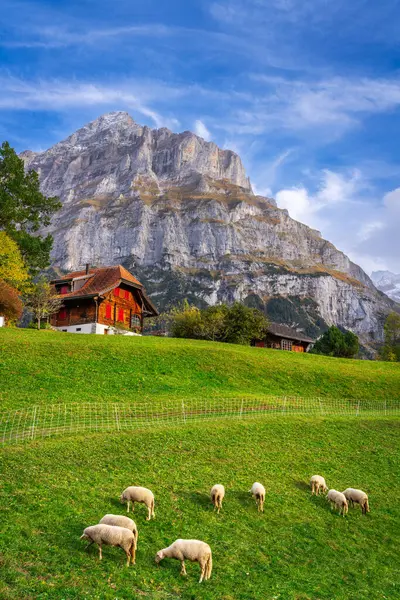 Grindelwald Swizterland Com Ovelhas Pastando Abaixo Montanha Mettenberg Nos Alpes — Fotografia de Stock