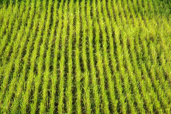 Rows Rice Paddy Royalty Free Stock Images