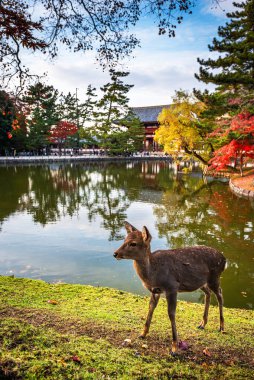 Japonya, Nara 'daki Todai-ji Tapınağı' nda sonbahar mevsiminde bir geyikle.