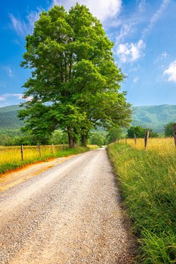 Yaz sezonu boyunca Gatlinburg, Tennessee, ABD yakınlarındaki Cades Cove 'da Sparks Lane..