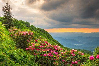 Great Craggy Dağları Kuzey Carolina 'da Blue Ridge Parkway boyunca Catawba Rhododendron ile bahar mevsimi günbatımında.