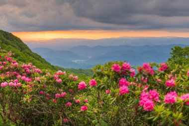 Great Craggy Dağları Kuzey Carolina 'da Blue Ridge Parkway boyunca Catawba Rhododendron ile bahar mevsimi günbatımında.
