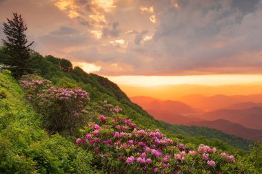 Great Craggy Dağları Kuzey Carolina 'da Blue Ridge Parkway boyunca Catawba Rhododendron ile bahar mevsimi günbatımında.
