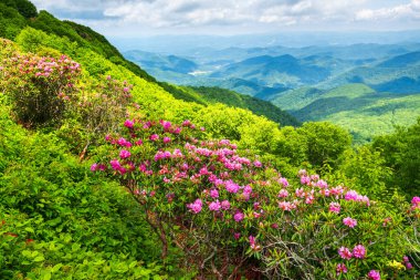 Büyük Craggy Dağları Kuzey Carolina 'daki Blue Ridge Parkway boyunca Catawba Rhododendron ile bir bahar boyunca.