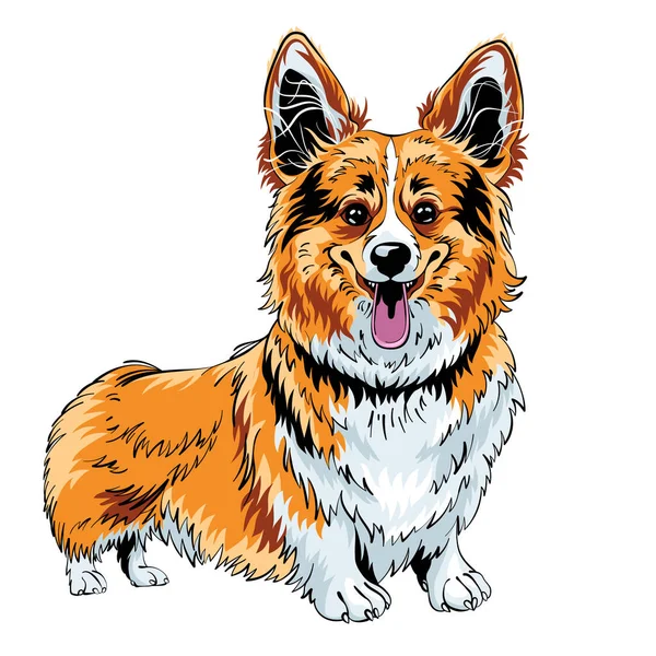Köpek Pembroke Renkli Çizimi Gülümseyen Galli Corgi Cinsi — Stok Vektör
