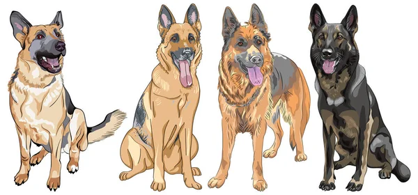 Vector Set Dogs German Shepherd Breed — Stock Vector
