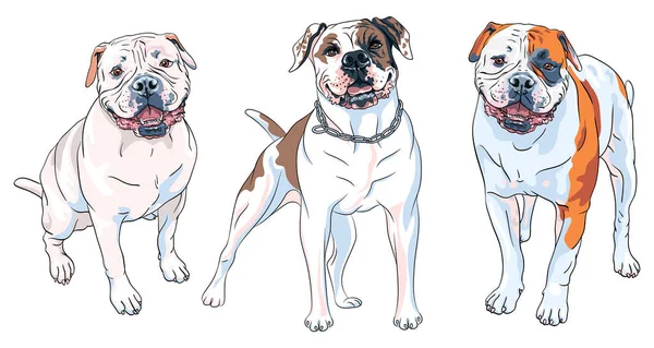 Vector Conjunto Bocetos Perro American Bulldog Raza Blanco Con Parches — Vector de stock