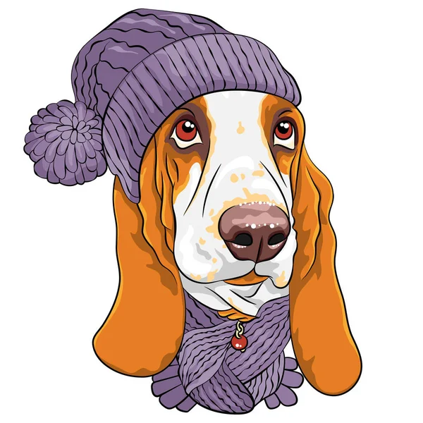 ベクトル犬バセット暖かい冬のライラックニット帽子付きザボン — ストックベクタ