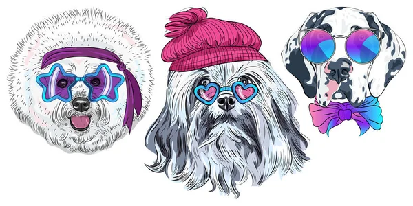 Set Hipster Dogs Trendy Multicolored Mirror Napszemüveg Star Disco Bichon — Stock Vector