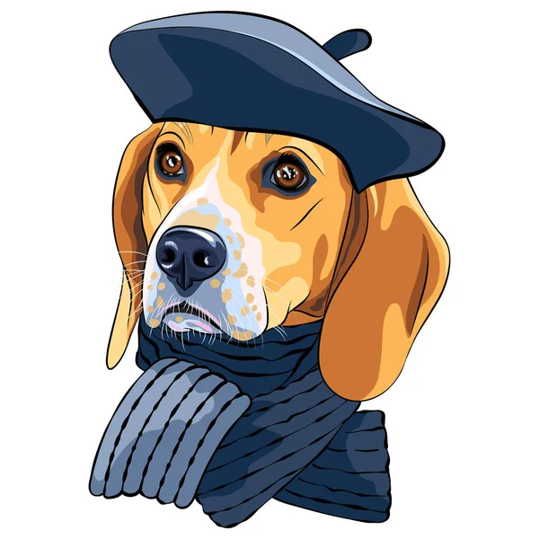 Farve Skitse Hund Beagle Race Grå Fransk Uld Baret Med – Stock-vektor