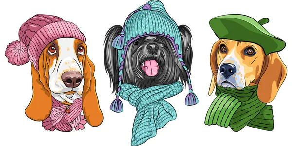 暖かい冬の帽子とスカーフ バセット猟犬 スカイテリアとビーグルの品種にベクトル犬を設定します — ストックベクタ