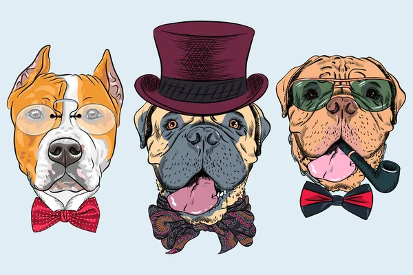 Vector Set Dogs Hat Bow Tie American Staffordshire Terrier Bullmastiff — Stock Vector