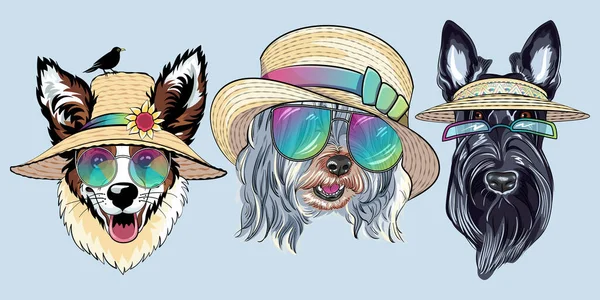 Set Vector Fashion Dogs Straw Hat Hipster Dog Pembroke Welsh — Stock Vector