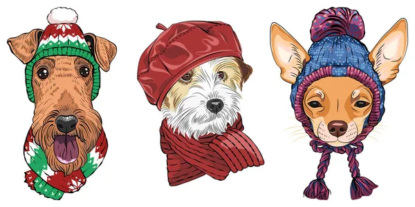 Набор Хипстерских Собак Теплых Зимних Вязаных Шляпах Шарфах Airedale Terrier — стоковый вектор