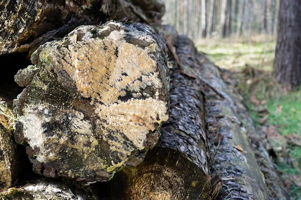 Nahaufnahme Eines Holzstapels Wald Mit Bäumen Hintergrund — Stockfoto