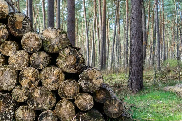 Selektywny Obraz Ostrości Stosu Drewna Lesie Drzewami Tle — Zdjęcie stockowe