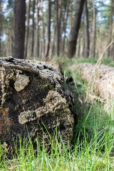 Ormanın Zemininde Yatan Çürüyen Bir Ağaç Kütüğünün Seçici Bir Odağı — Stok fotoğraf
