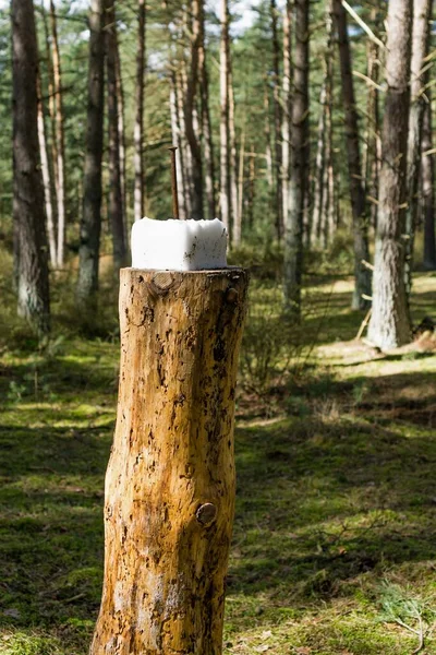 Kwadratowy Blok Soli Pniu Drzewa Lesie Dla Jelenia Innych Dzikich — Zdjęcie stockowe