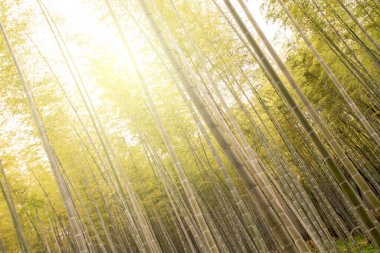 Bambu grove, Arashiyama, Kyoto, Japonya sonbahar sahne bambu ormanı