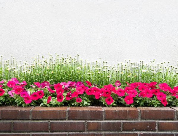 Tuğla Duvarda Güzel Renkli Çiçek — Stok fotoğraf