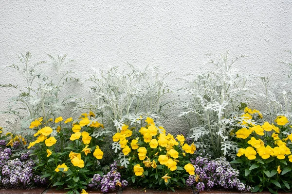 Fleur Décorative Magnifique Sur Mur — Photo