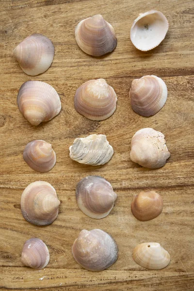 貝殻に刻まれた夏のコンセプト — ストック写真