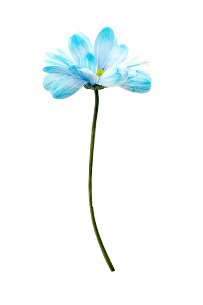 Синий Цветок Ромашки Изолирован Белом Фоне — стоковое фото
