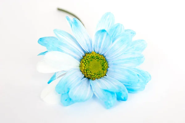 在白色背景上被隔离的洋甘菊蓝花 — 图库照片