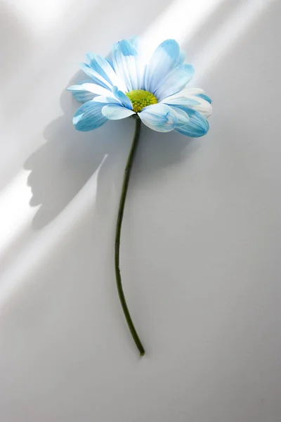 Синий Цветок Ромашки Белом Столе — стоковое фото