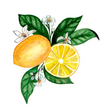 Çiçeklerin ve limon meyvelerinin güzel kompozisyonu. Suluboya el çizimi çizimi.