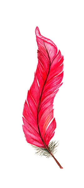 Růžové Pírko Ručně Kreslené Akvarel Ilustrace — Stock fotografie