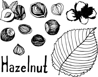 Fındık ve çekirdek, tüm fındık ve çekirdek