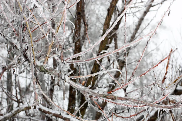 雪の中で果実を持つブッシュ 凍った小枝のクローズアップ — ストック写真