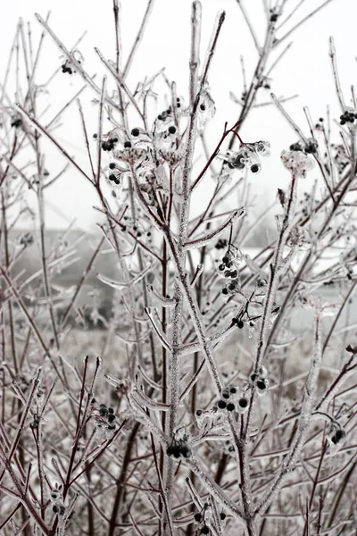 在雪地里夹着浆果的布什 结冰的树枝特写 — 图库照片