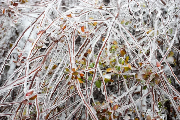 Herbstblätter Eisschalen Dünne Zweige Eines Busches Mit Eis — Stockfoto