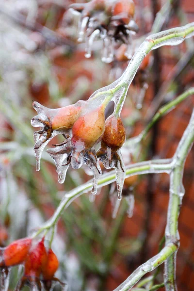 氷で覆われている腰をバラ — ストック写真